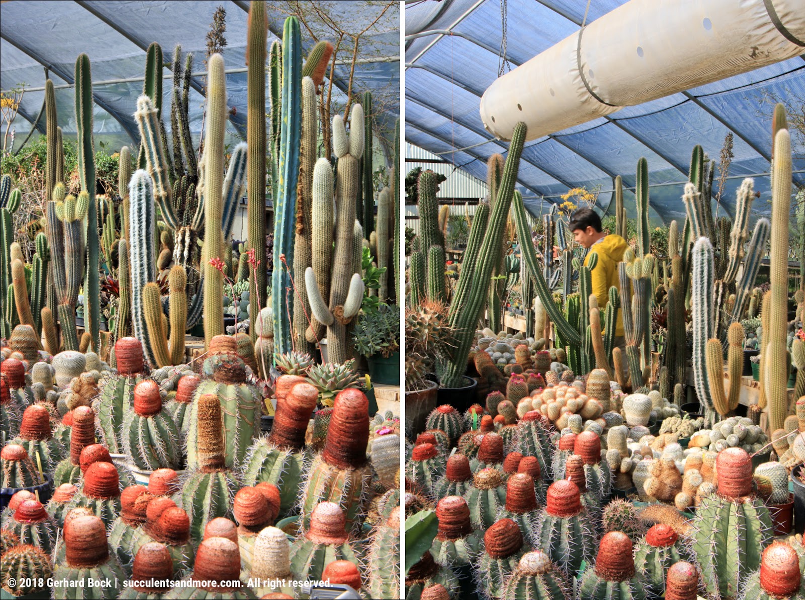 Annual Pilgrimage To Poot S Cactus Nursery Part 2 Cactus Nursery Part