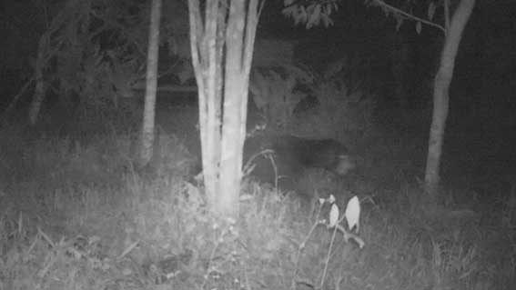 beruang madu terpantau Camera Trap BKSDA