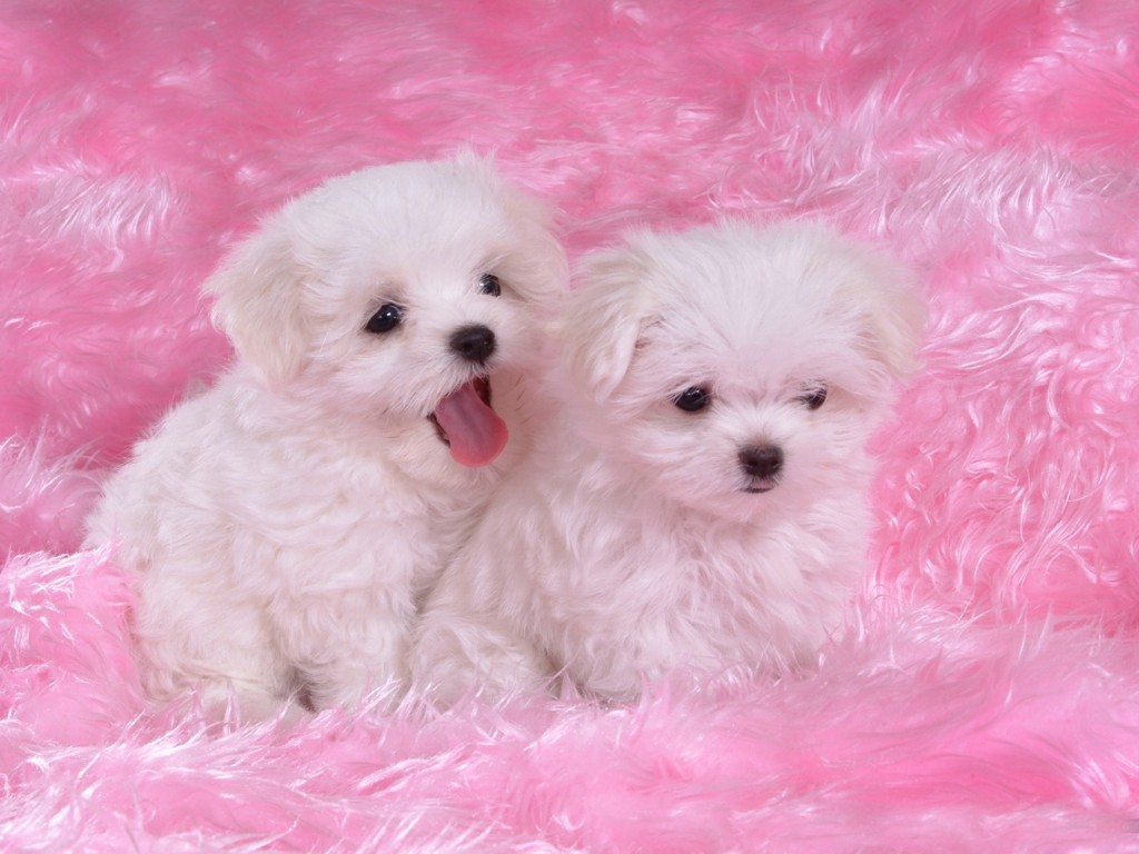Gambar Cute Puppy Desktop Wallpaper