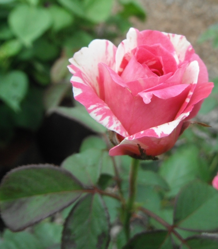 Joys Flower Book Flowers of India, rose flower, Beautiful Flowers