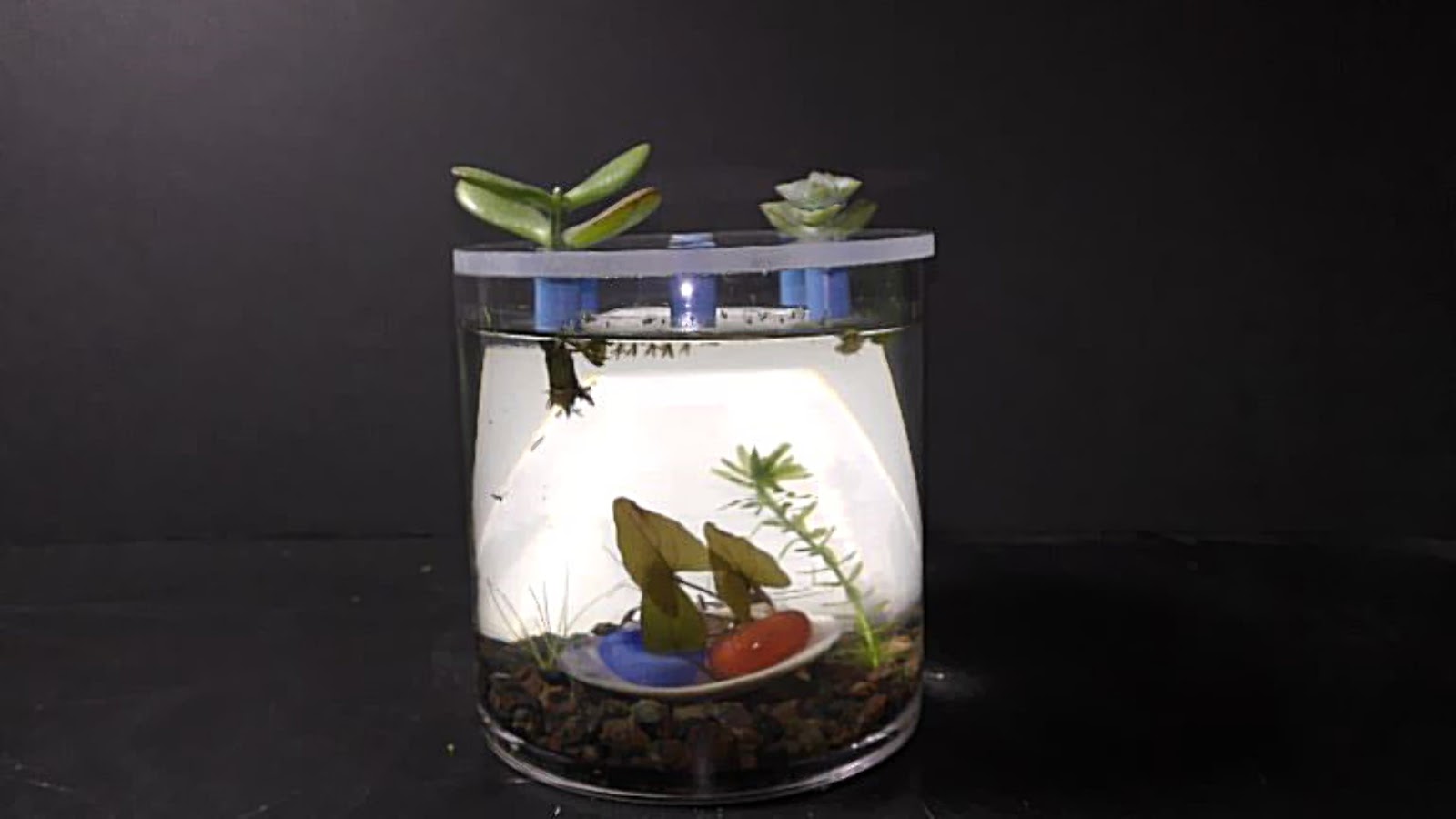 Random Bits Growing Jade Succulent Plant in Water