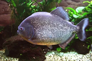 سمكة البيرانا Piranha fish