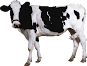cow-pet-animal