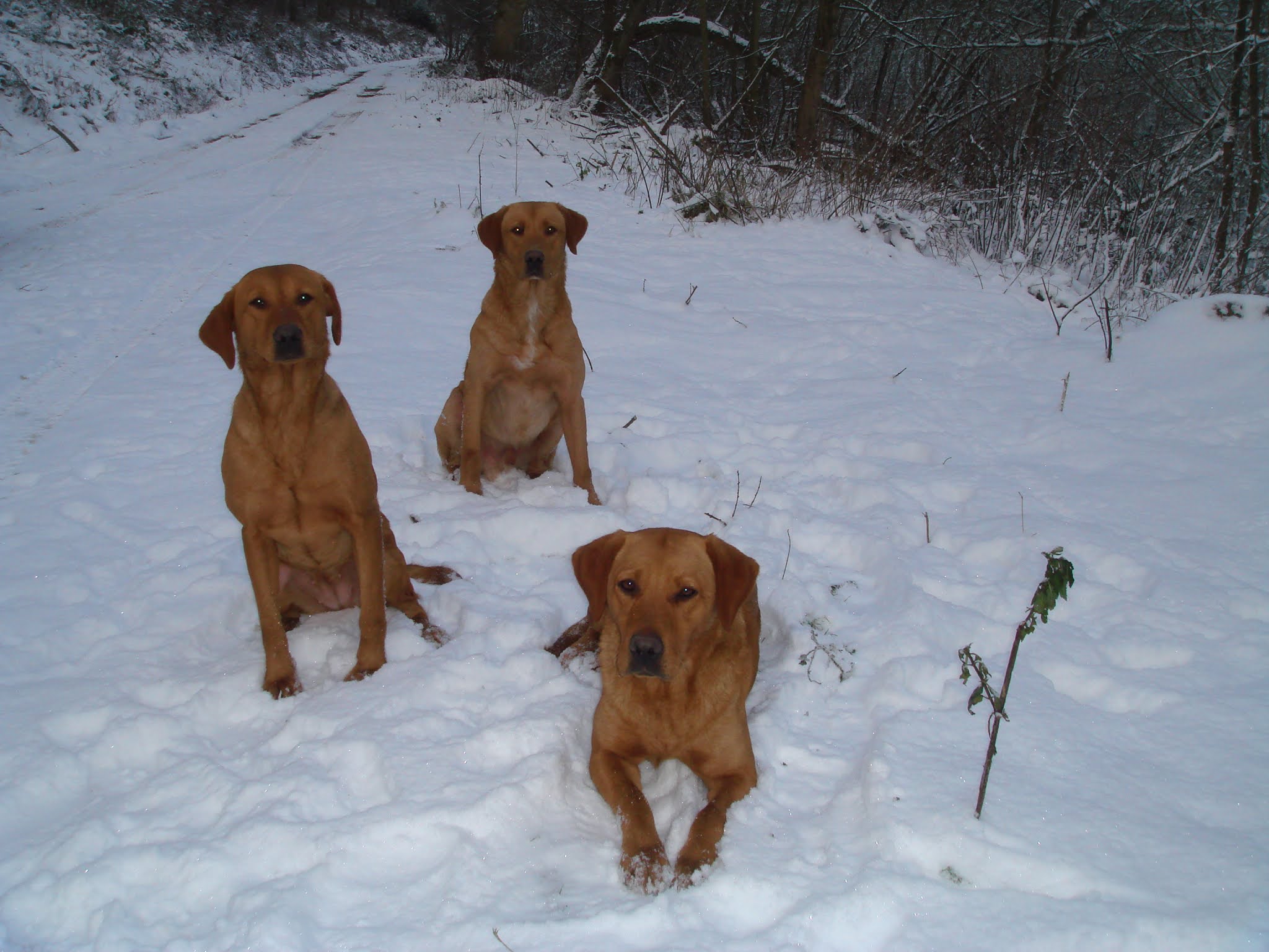 Cuckavalda Gundogs North Yorkshire Sleep peacefully dear Tina
