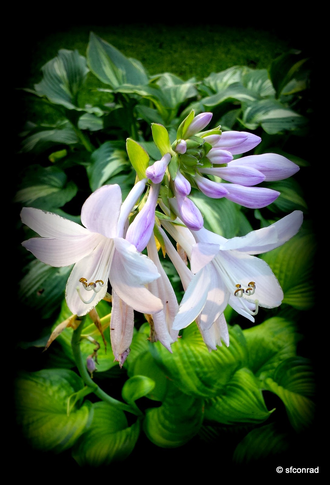 PUPPY PATHS RVing FullTime Greensboro Arboretum Flowers