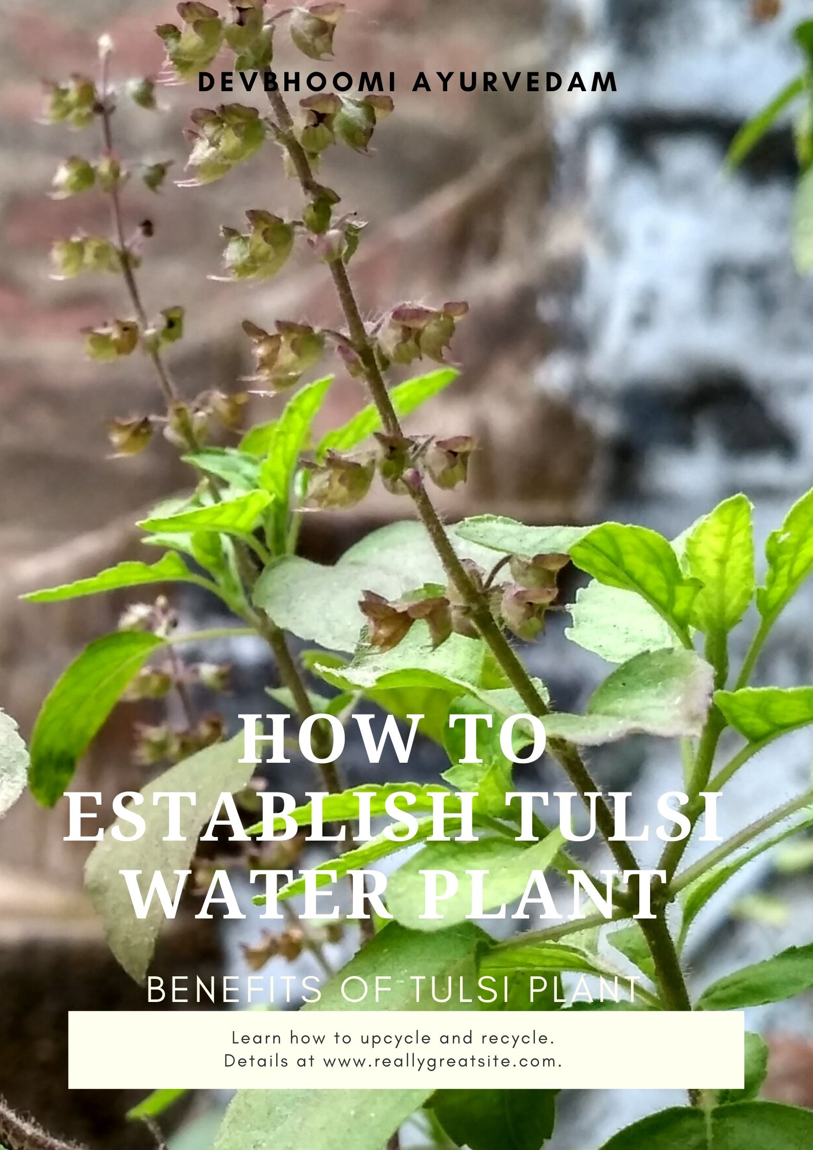 rose water plant in haridwar HOW TO ESTABLISH TULSI WATER PLANT AND