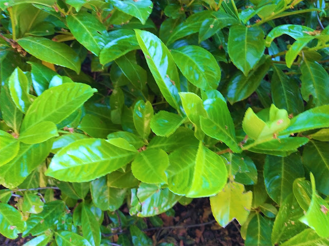 Lauroceraso o laurel cerezo (Prunus laurocerasus L.).