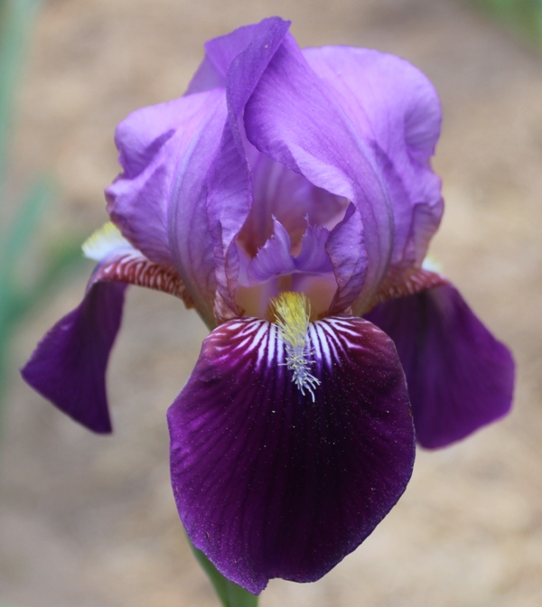 World of Irises Iris in Indiana E.B. and Mary Williamson