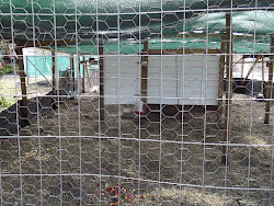 weasel in chicken coop 5