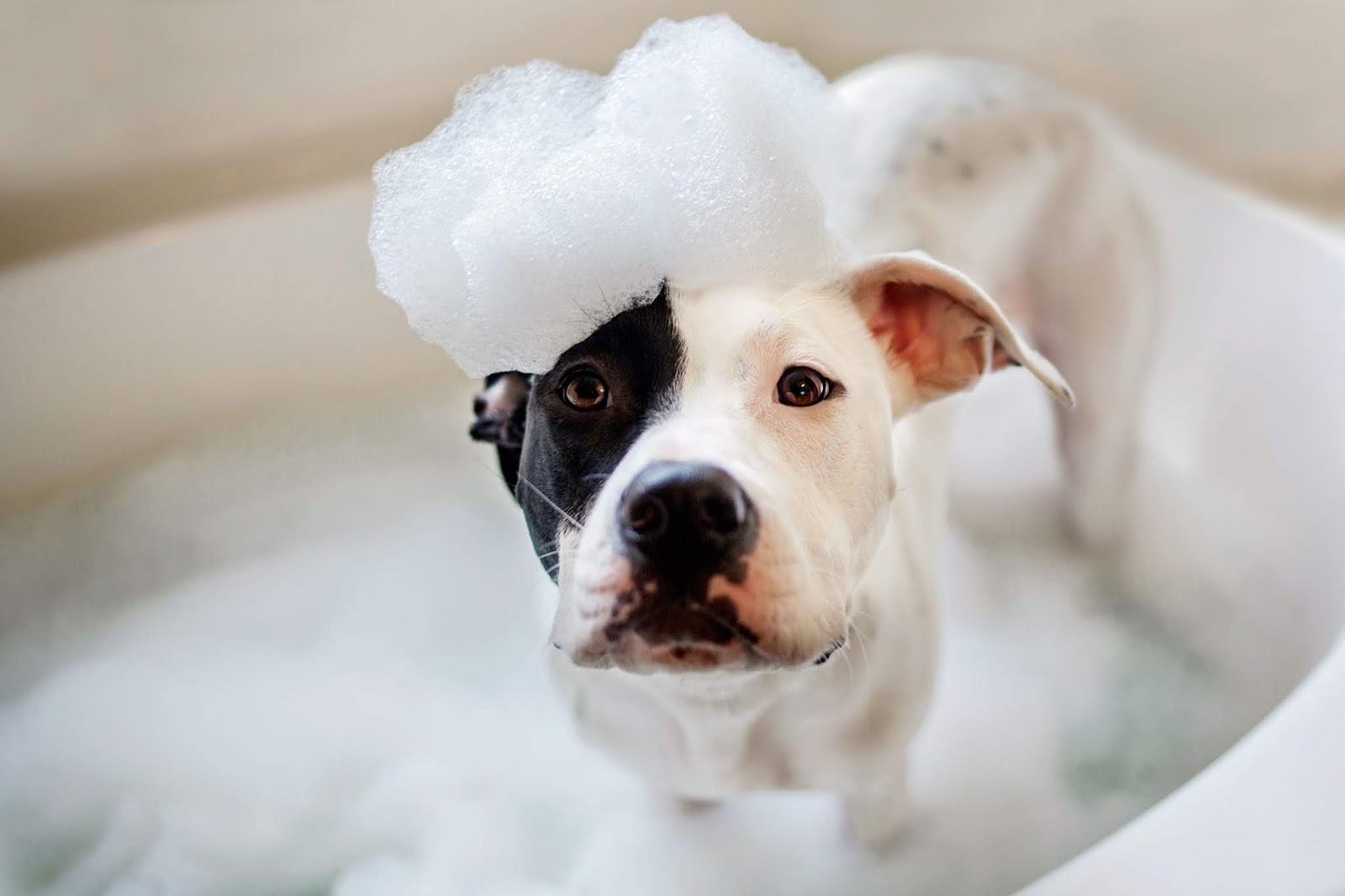 4 Tips on Giving your Dog a Bath biographypedia