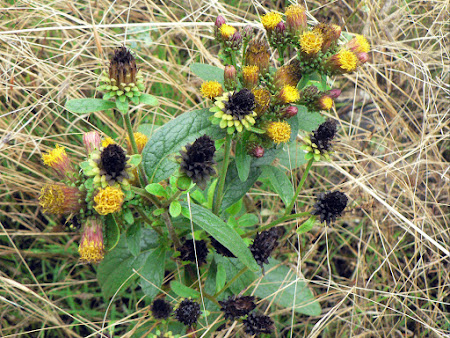 inula