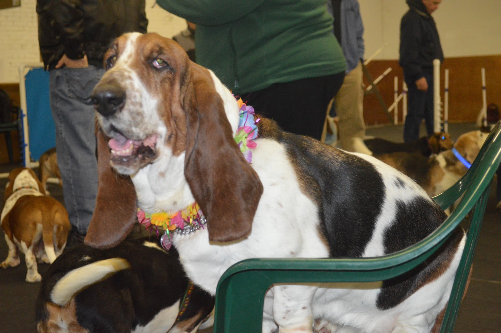 ABC Basset Hound Rescue of NY March 2013