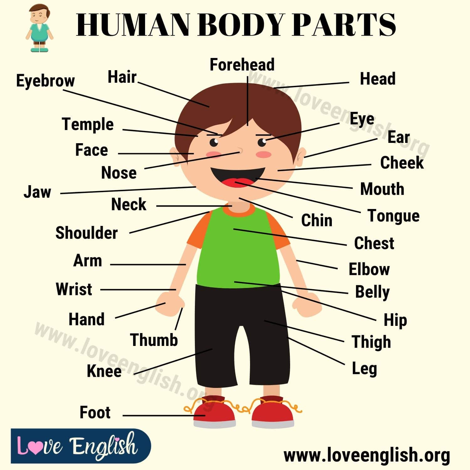 Human matching. Части тела на английском. Задания по английскому части тела. Части тела человека на английском. Лексика по теме тело человека на английском.