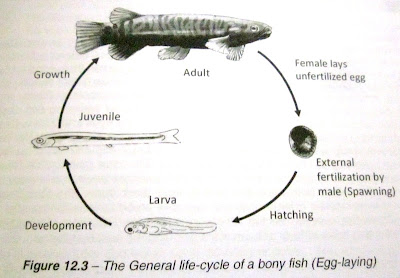 BEAUTY OF NATURE: What is a fish?