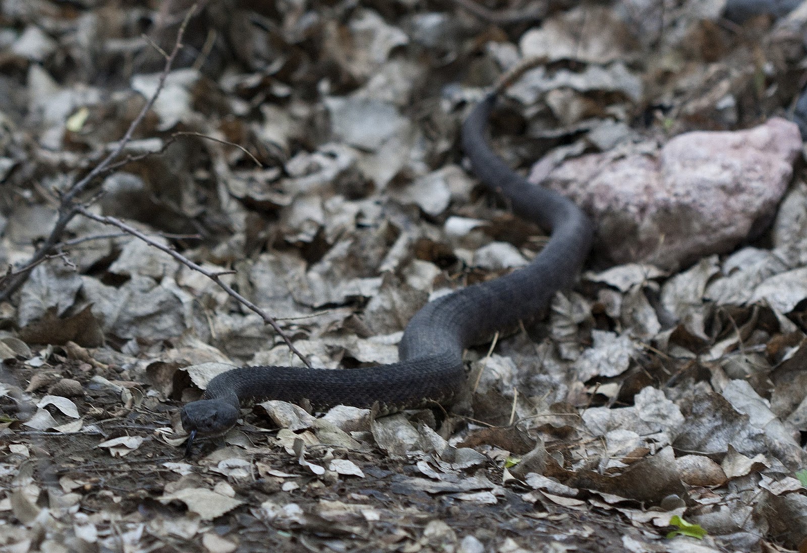 SalamanderShmalamander Arizona Black Rattlesnakes at Muleshoe Ranch