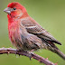 New study shows how birds work to sing together
