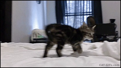 Funny Cat GIF • Cute kitten doing the crab walk on bed, haha kitties are playful and crazy Funny Cat GIF • Cute kitten doing the crab walk on bed, haha kitties are playful and crazy