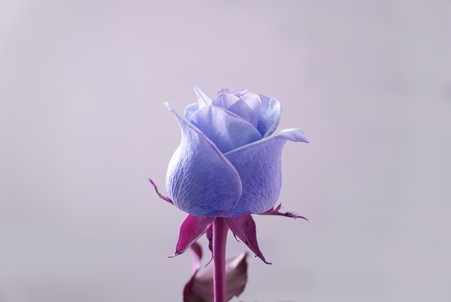 hoa hồng xanh vĩnh cửu