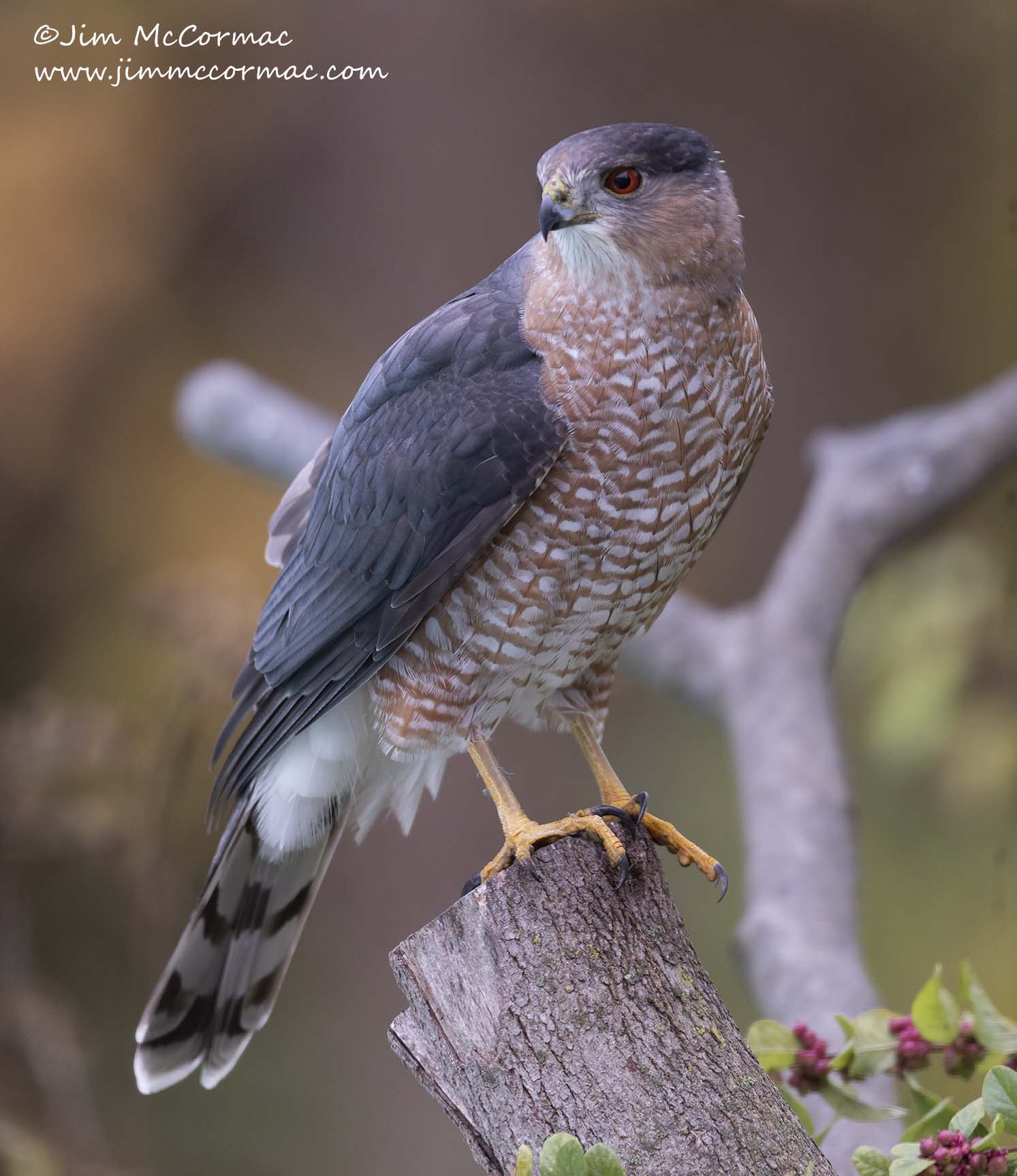 Ohio Birds and Biodiversity Cooper's Hawk