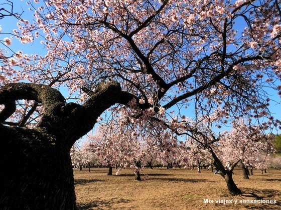 Floración de los almendros. Parque Quinta de los Molinos. Madrid