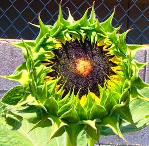 Viragrow Delivers! Progression of Sunflower Flowering and Seeding