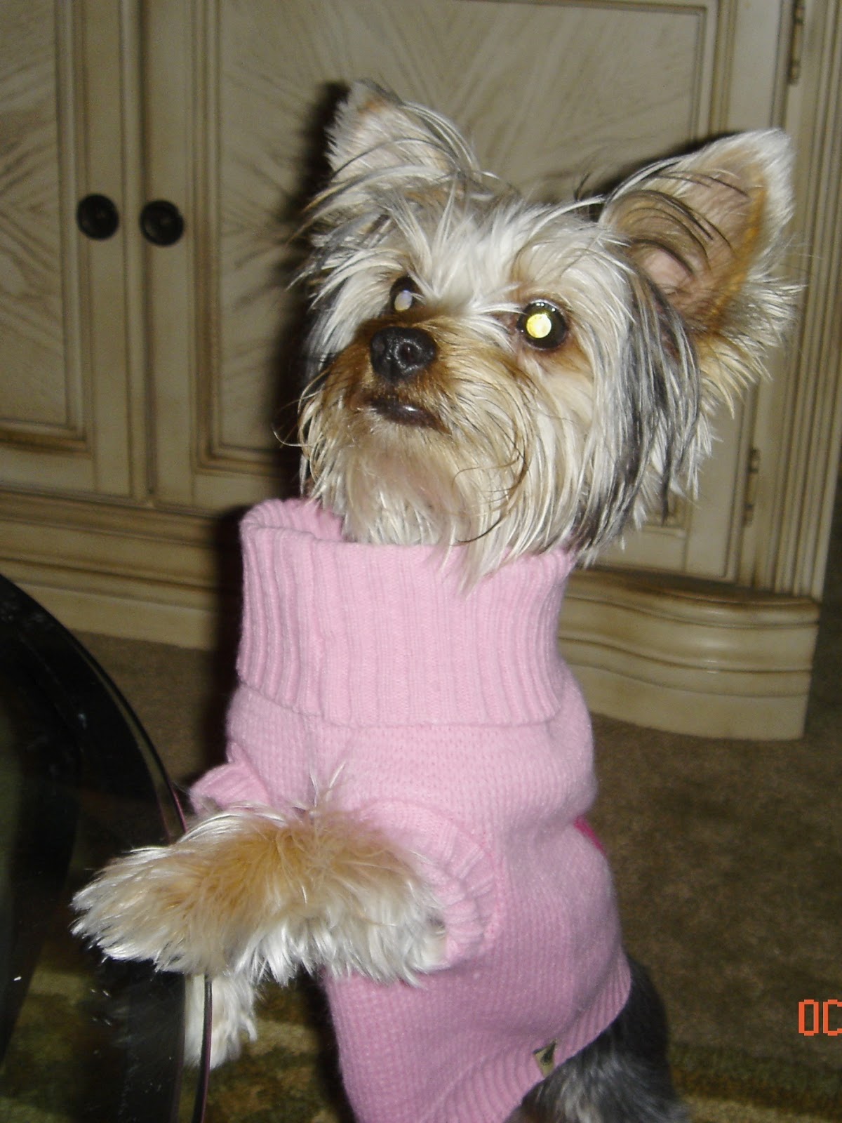 BLAH BLAH BLAHG! NOV 15 Dog Clothes