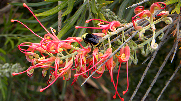 Grevillea 'Superb' with bumblebees