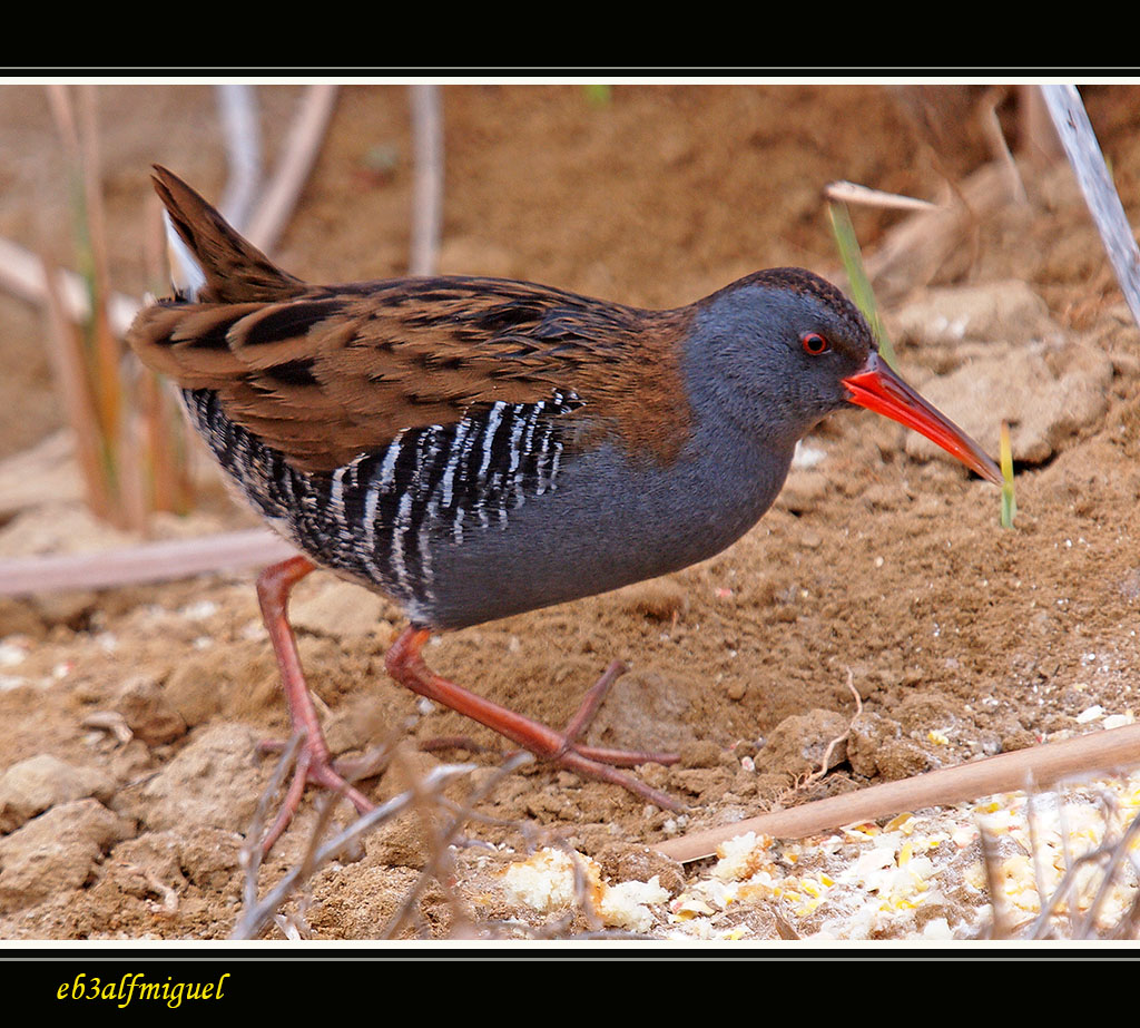 Miguel fotografia: Rascón común o europeo (Rallus aquaticus)