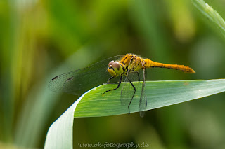 Naturfotografie Libelle Heidelibelle