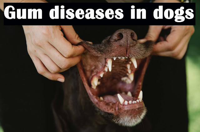 Gum diseases in dogs