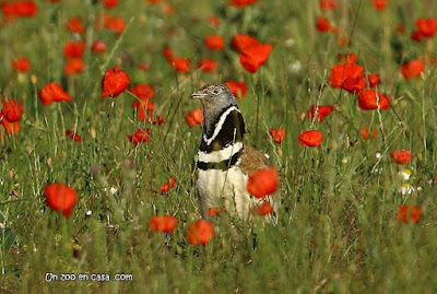 Sisón entre amapolas