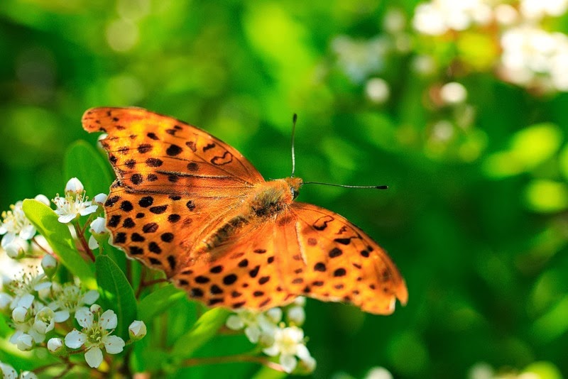 С добрым утром картинки с бабочками с надписями