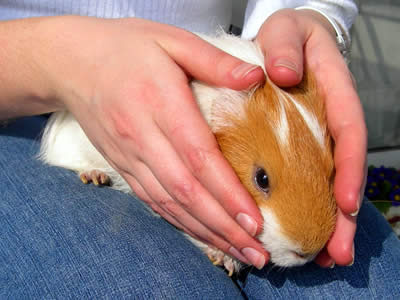 Weight of average guinea pig