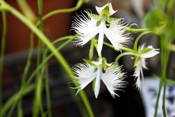 White Egret Orchid (Habenaria Radiata) - 17 Flowers That Look Like Something Else