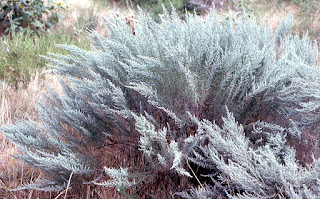 Artemisia tridentata, big sagebrush