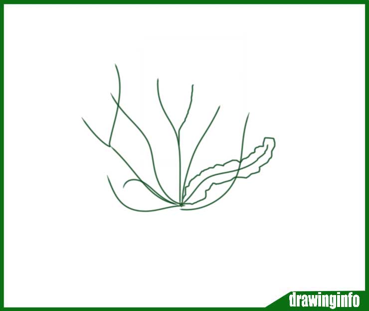 Best drawing of algae for kids with color seaweed drawing