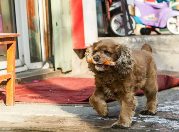 كلب ذكي يشتري طعامه بنفسه من السوبر ماركت