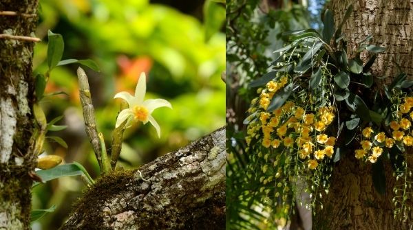 Wild Dendrobium Heterocarpum