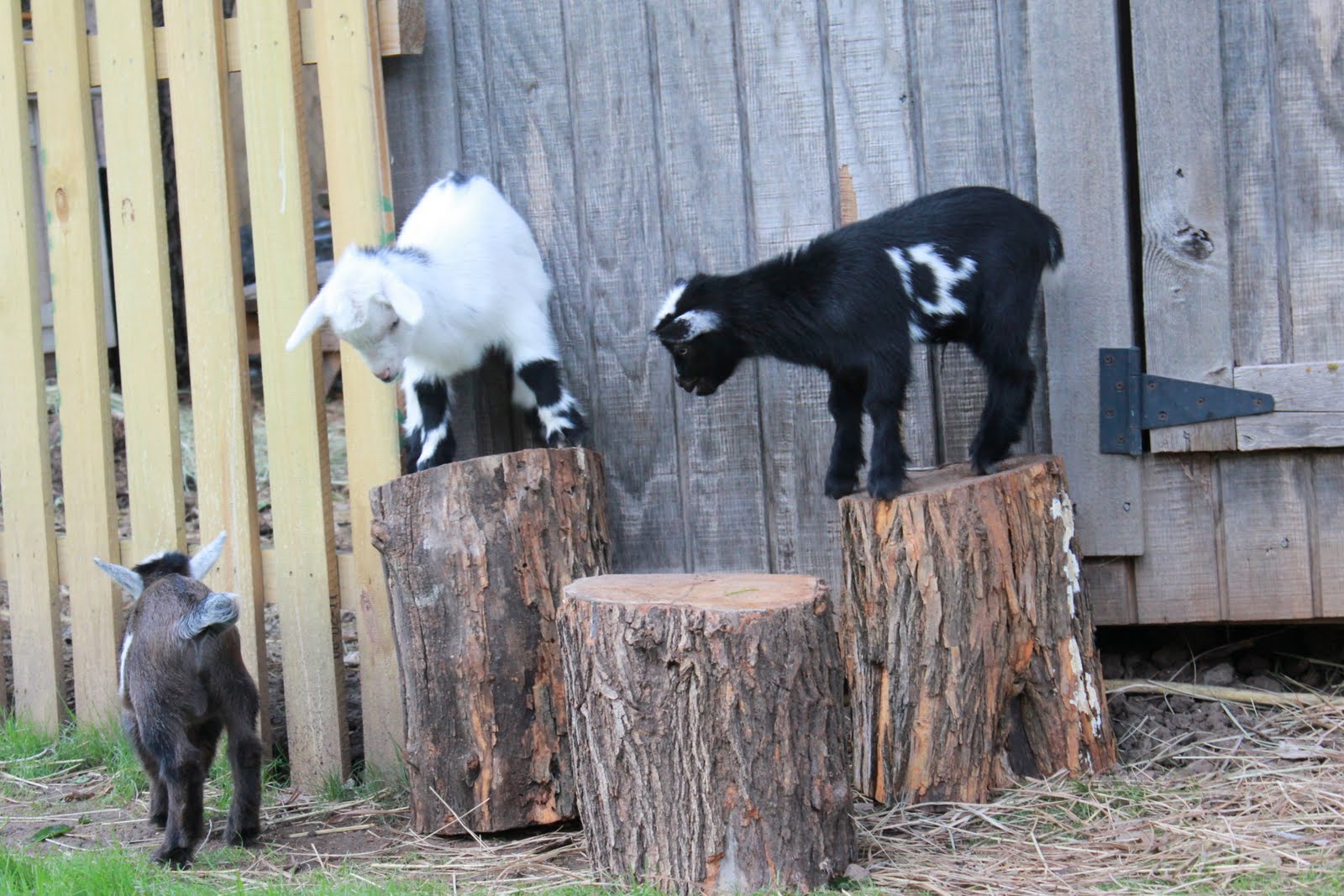 Homestead Roots Goat Playset...just a few logs!