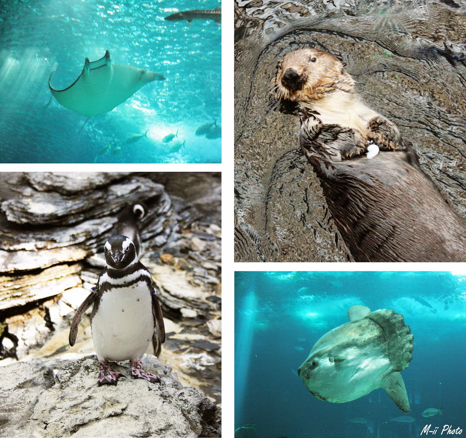 M-ii Photo : 10 choses à faire à Lisbonne Aquarium de Lisbonne