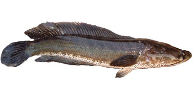 6 Manfaat Ikan Gabus Bagi Kesehatan Tips Naturalku