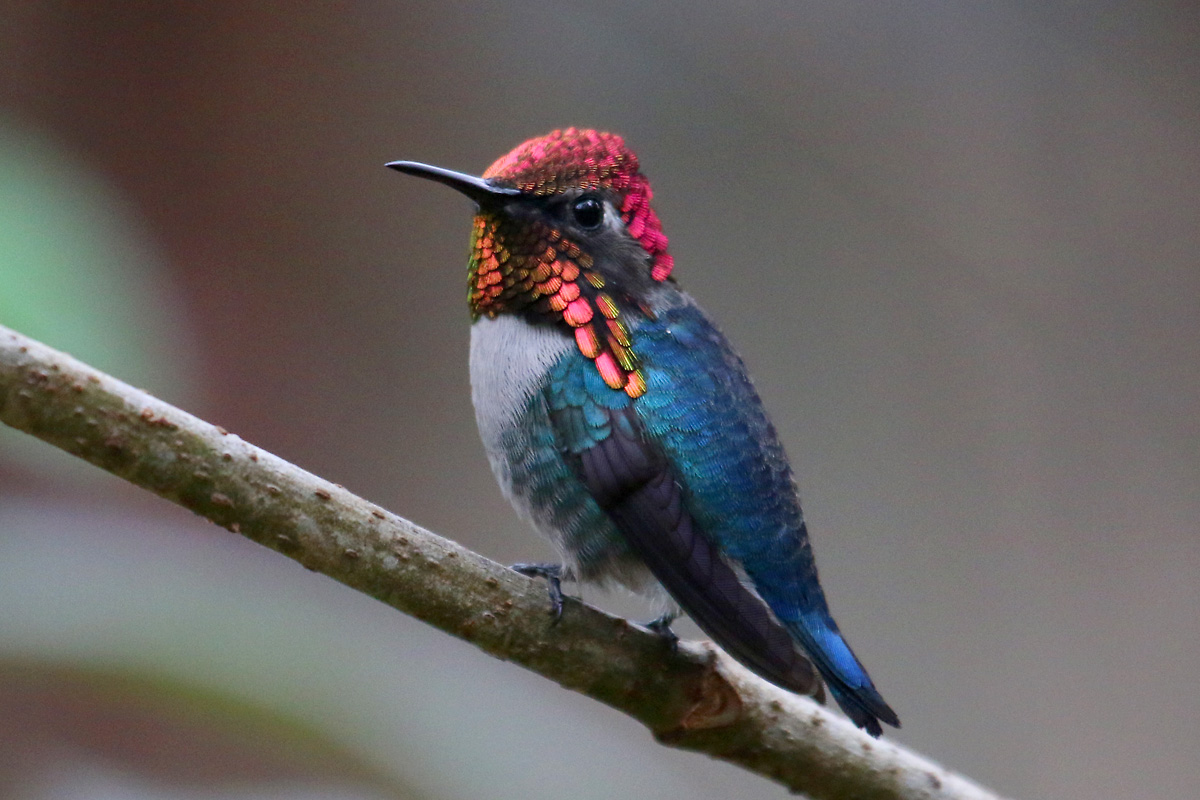 Coopville The world's smallest bird!
