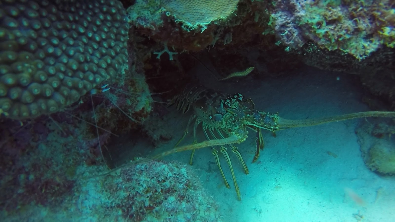 The Travels of Green Peace and Spilligan Bonaire Day 7