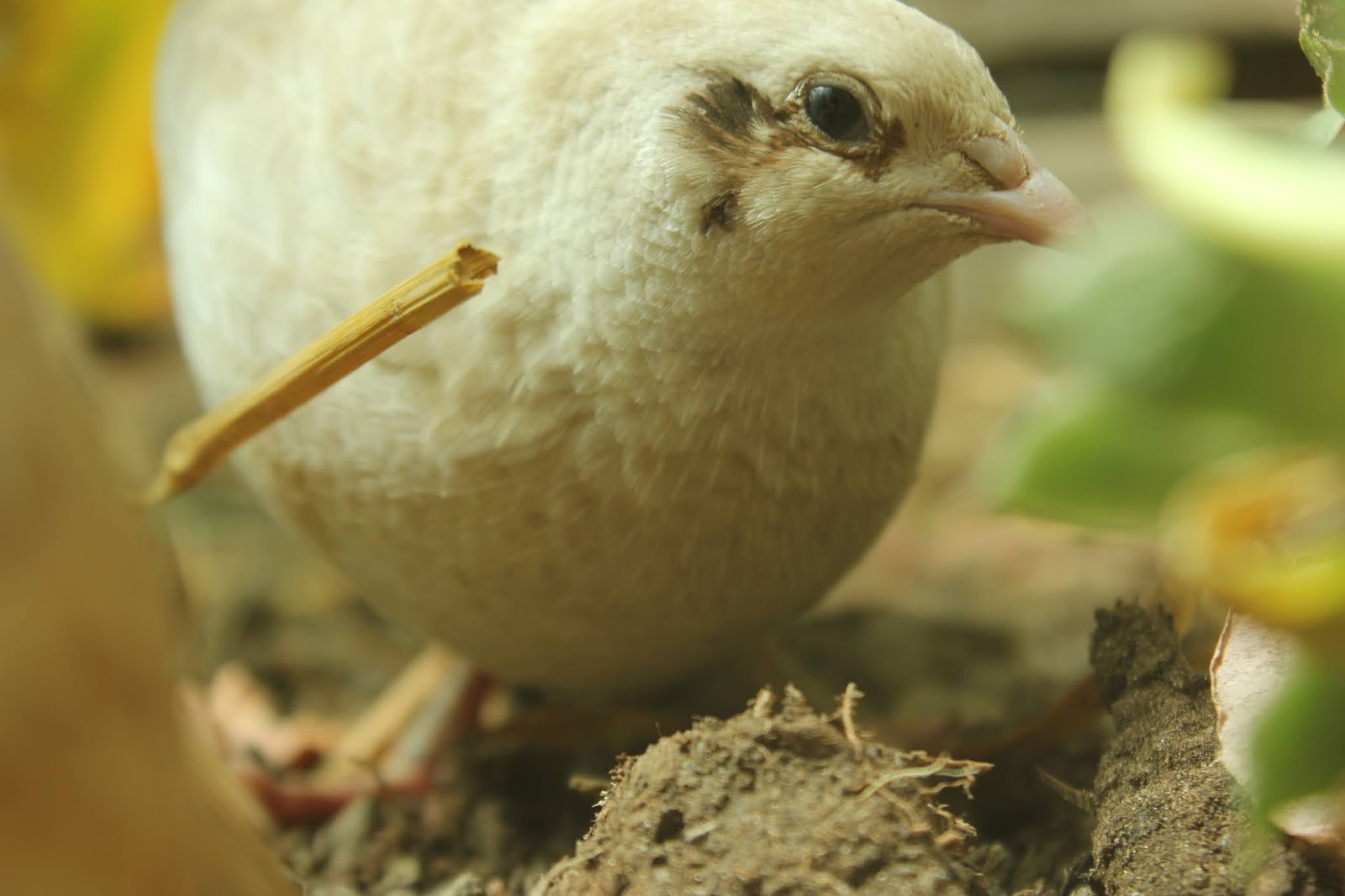 Colours of Coturnix Japonica Quail Part Three - White, Panda, Tibetan
