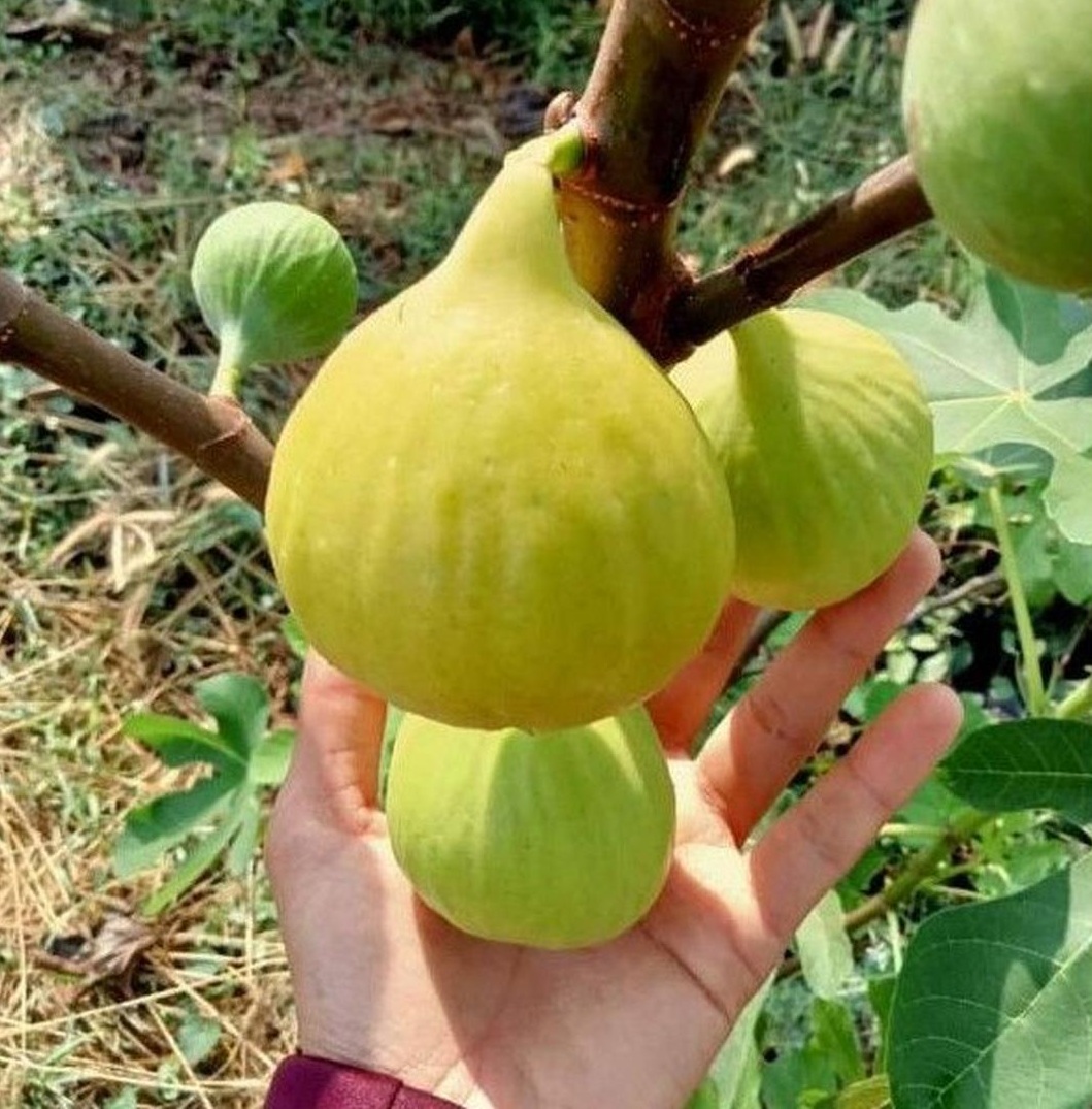bibit tin kuning LSU Gold bibit tanaman buah surga jenis LSU GOLD fresh cangkok Jawa Barat