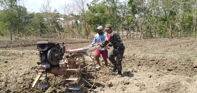 Mahir Menggunakan Traktor Babinsa Gemolong Dampingi Petani Bajak Sawah