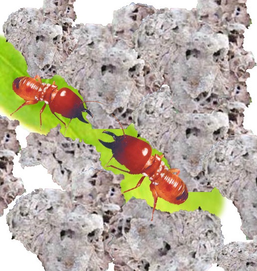 Serangga Rayap Di Tanah Indonesia