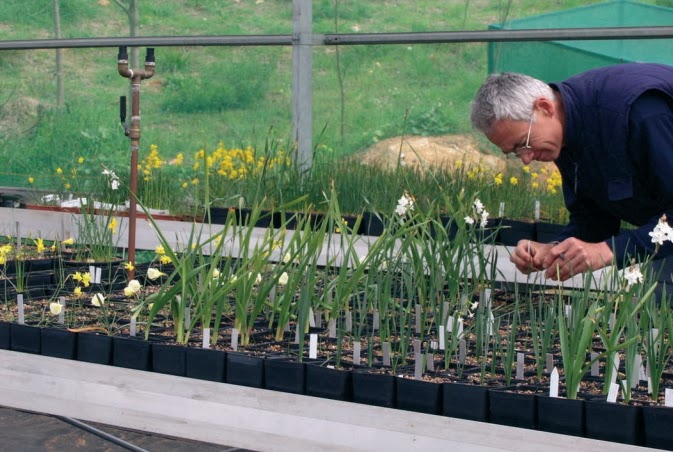 colección de narcisos silvestres en el Jardín Botánico de Barcelona