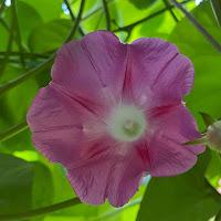Morning glory July favorites from Beth Fish Reads