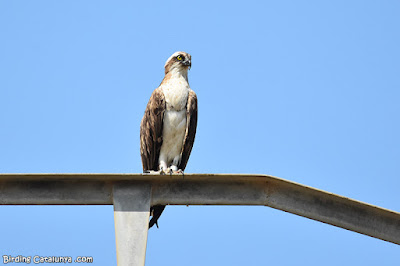 Àguila pescadora (Pandion haliaetus)